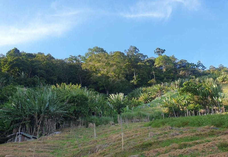 Tanah Pertanian Geran Individu, Bukit Tinggi