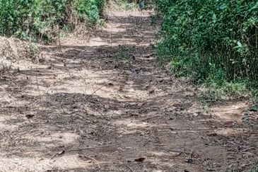 Tanah Pertanian Kg Lambar, Labu Nilai 