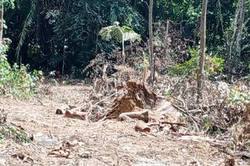 Tanah Pertanian Kg Lambar, Labu Nilai 