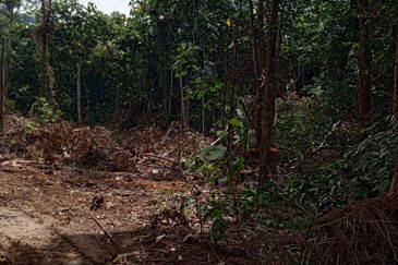 Tanah Pertanian Kg Lambar, Labu Nilai 