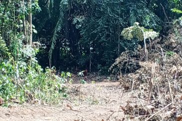 Tanah Pertanian Kg Lambar, Labu Nilai 