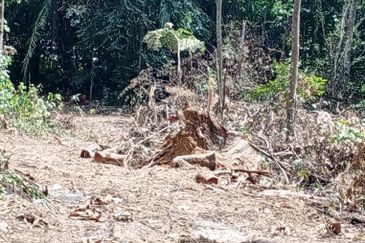 Tanah Pertanian Kg Lambar, Labu Nilai 