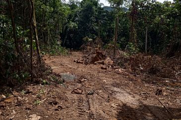 Tanah Pertanian Kg Lambar, Labu Nilai 