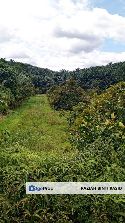 Tanah Kebun Durian Geran Individu, Labu Negeri Sembilan, Negeri Sembilan, Labu