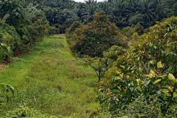 Tanah Kebun Durian Geran Individu, Labu Negeri Sembilan