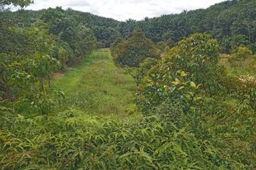 Tanah Kebun Durian Geran Individu, Labu Negeri Sembilan