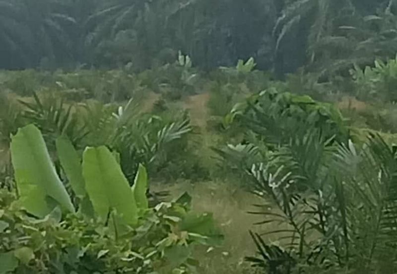 Agriculture Land, 5 Acre, KUALA LANGAT, Selangor