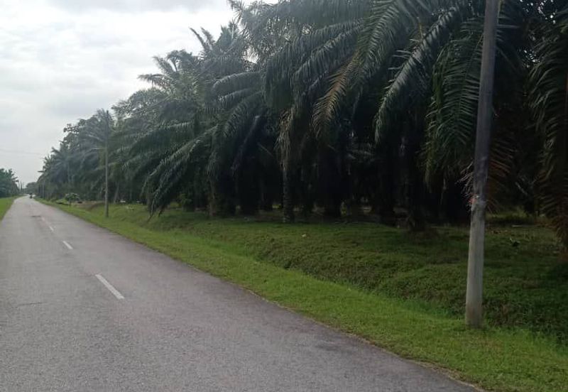 5 Ekar Tanah Freehold Non Bumi di Kelanang, Kuala Langat.