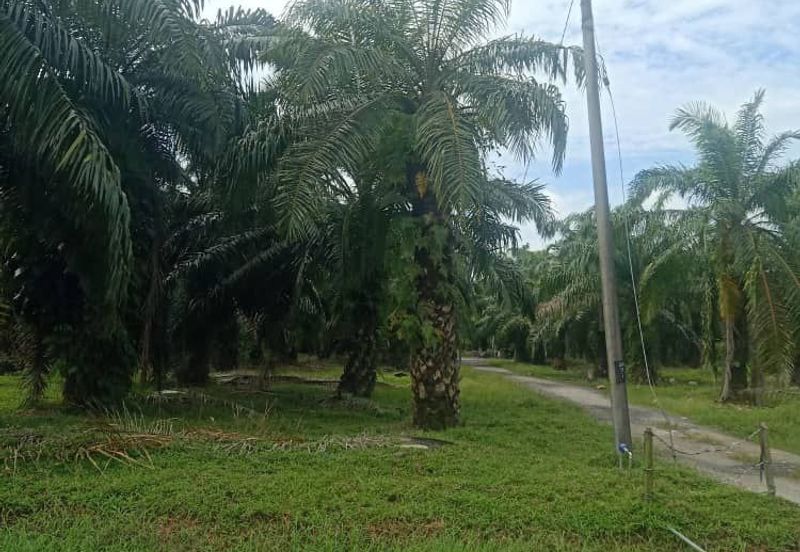 5 Ekar Tanah Freehold Non Bumi di Kelanang, Kuala Langat.