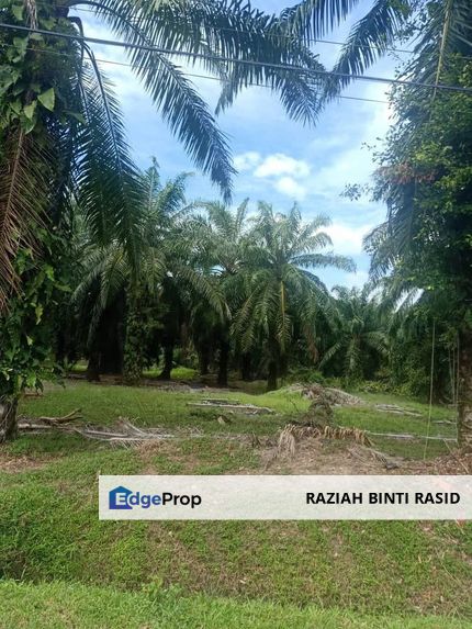 Individual Title, Freehold Non Bumi Agriculture Land @ KELANANG, Banting, Selangor, Banting