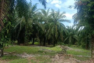 Individual Title, Freehold Non Bumi Agriculture Land @ KELANANG, Banting