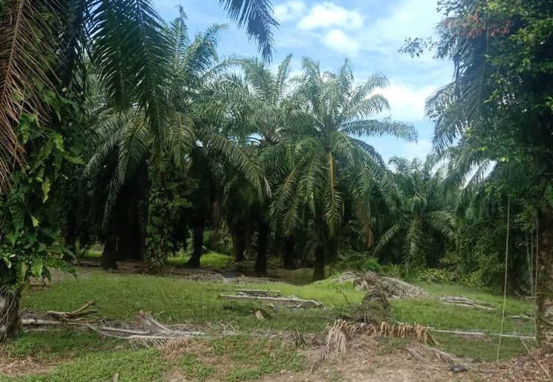 Individual Title, Freehold Non Bumi Agriculture Land @ KELANANG, Banting