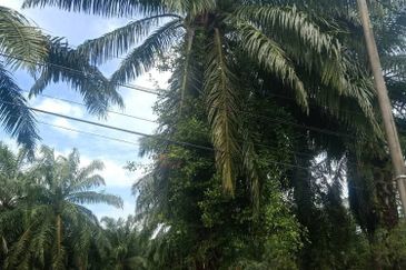 Individual Title, Freehold Non Bumi Agriculture Land @ KELANANG, Banting