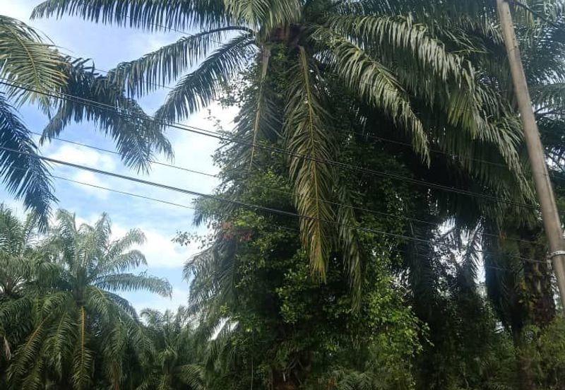 Individual Title, Freehold Non Bumi Agriculture Land @ KELANANG, Banting