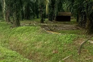 Individual Title, Freehold Non Bumi Agriculture Land @ KELANANG, Banting