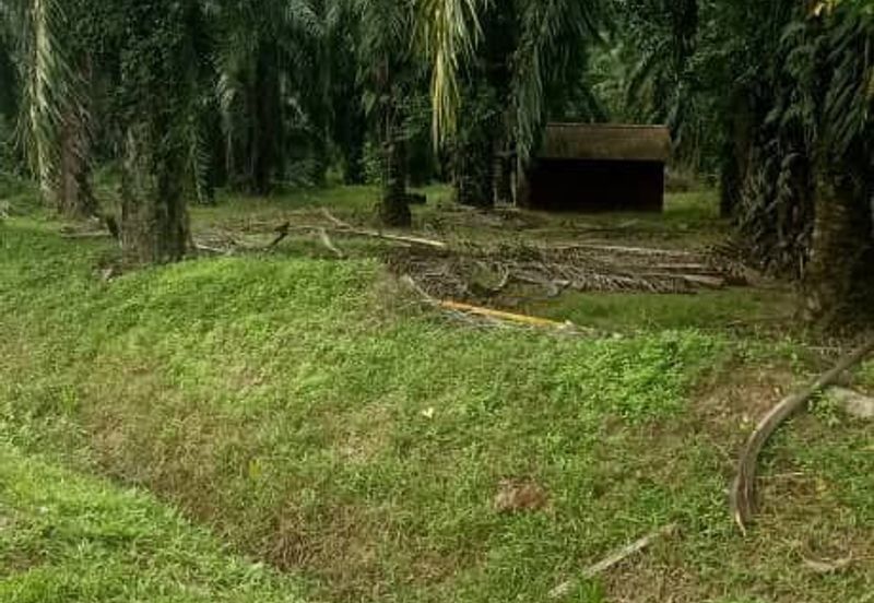 Individual Title, Freehold Non Bumi Agriculture Land @ KELANANG, Banting