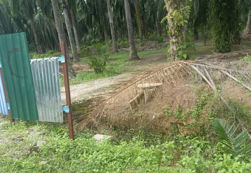 2.5 Ekar Tanah Freehold di Kelanang, Kuala Langat.