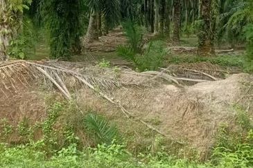 2.5 Ekar Tanah Freehold di Kelanang, Kuala Langat.