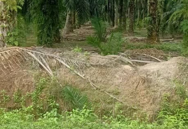 2.5 Ekar Tanah Freehold di Kelanang, Kuala Langat.