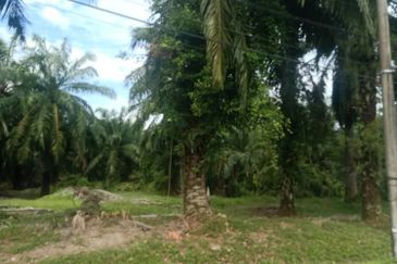 2.5 Ekar Tanah Freehold di Kelanang, Kuala Langat.