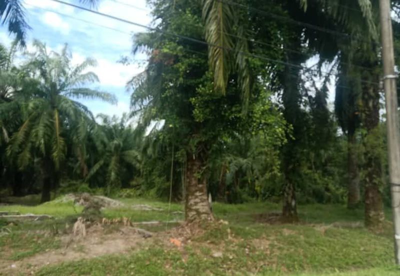 2.5 Ekar Tanah Freehold di Kelanang, Kuala Langat.