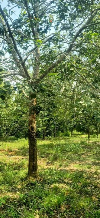 Tanah Pertanian Geran Individu di Pasir Panjang, Port Dickson, Negeri Sembilan, Port Dickson