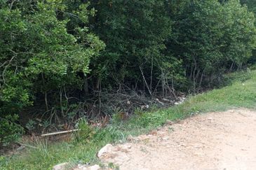 20Ekar Ari Land dipesisir Muara Pantai Kelanang.