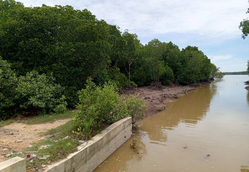 20Ekar Ari Land dipesisir Muara Pantai Kelanang.