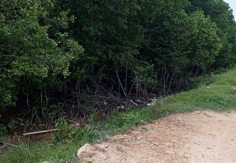 20Ekar Ari Land dipesisir Muara Pantai Kelanang.