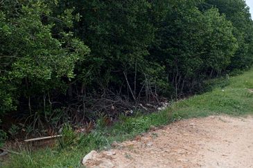 20Ekar Ari Land dipesisir Muara Pantai Kelanang.