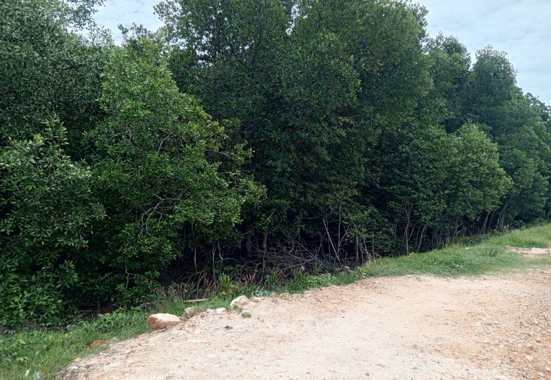 20Ekar Ari Land dipesisir Muara Pantai Kelanang.