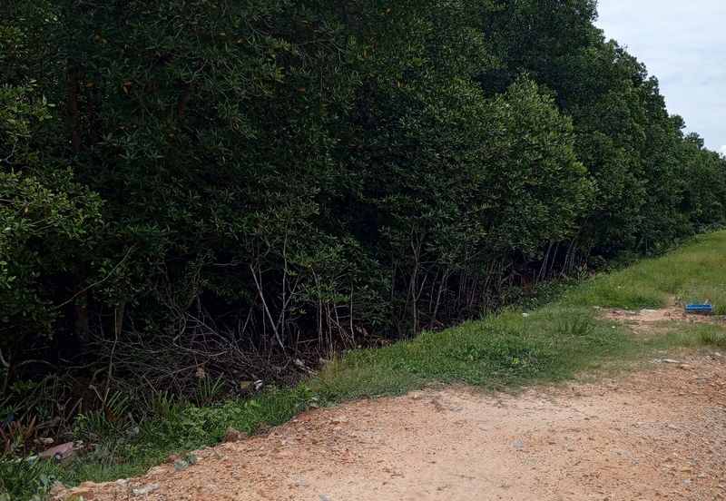 20Ekar Ari Land dipesisir Muara Pantai Kelanang.