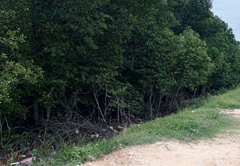 20Ekar Ari Land dipesisir Muara Pantai Kelanang.