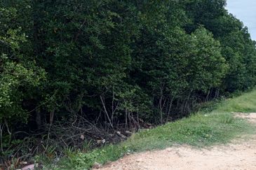 20Ekar Ari Land dipesisir Muara Pantai Kelanang.