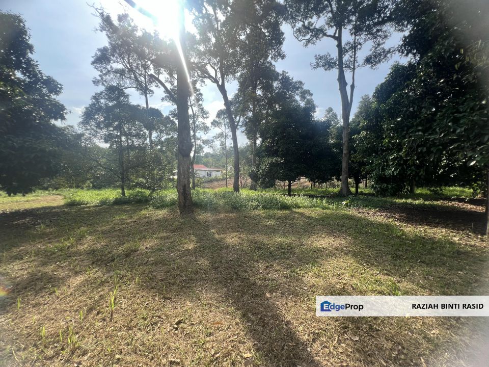 Tanah Kebun Durian di Jalan Utama Lenggeng. N.9, Negeri Sembilan, Seremban