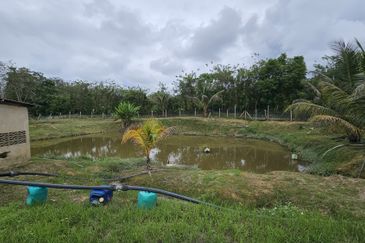 Durian Plantation, Karak, Pahang For Sale (6 Acres) with Durian Trees