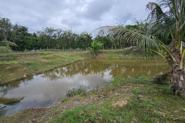 Durian Plantation, Karak, Pahang For Sale (6 Acres) with Durian Trees