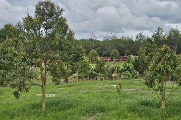 Durian Plantation, Karak, Pahang For Sale (6 Acres) with Durian Trees