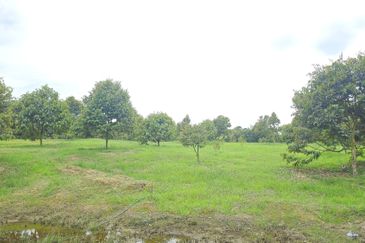 Durian Plantation, Karak, Pahang For Sale (6 Acres) with Durian Trees