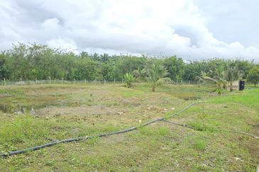 Durian Plantation, Karak, Pahang For Sale (6 Acres) with Durian Trees