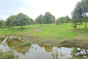 Durian Plantation, Karak, Pahang For Sale (6 Acres) with Durian Trees