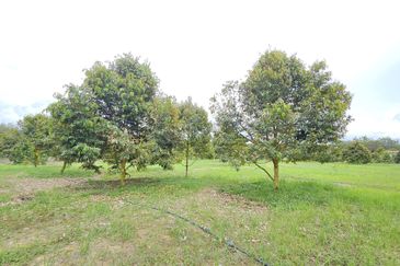 Durian Plantation, Karak, Pahang For Sale (6 Acres) with Durian Trees