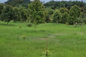 Durian Plantation, Karak, Pahang For Sale (6 Acres) with Durian Trees