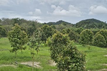 Durian Plantation, Karak, Pahang For Sale (6 Acres) with Durian Trees