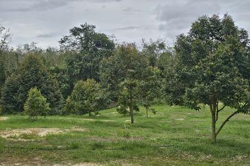 Durian Plantation, Karak, Pahang For Sale (6 Acres) with Durian Trees