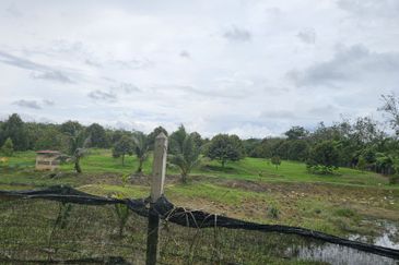 Durian Plantation, Karak, Pahang For Sale (6 Acres) with Durian Trees
