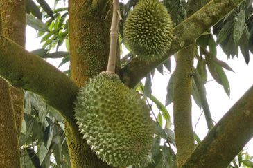 Durian Plantation, Karak, Pahang For Sale (6 Acres) with Durian Trees