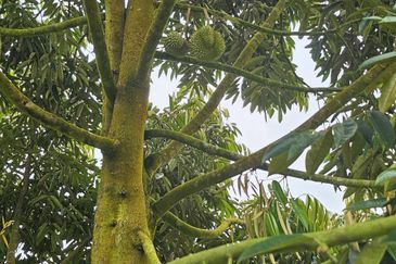 Durian Plantation, Karak, Pahang For Sale (6 Acres) with Durian Trees