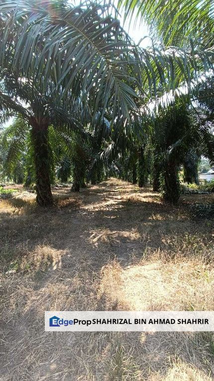 BANTING AGRICULTURAL LAND SELANGOR (Sg Buaya) , Selangor, Banting