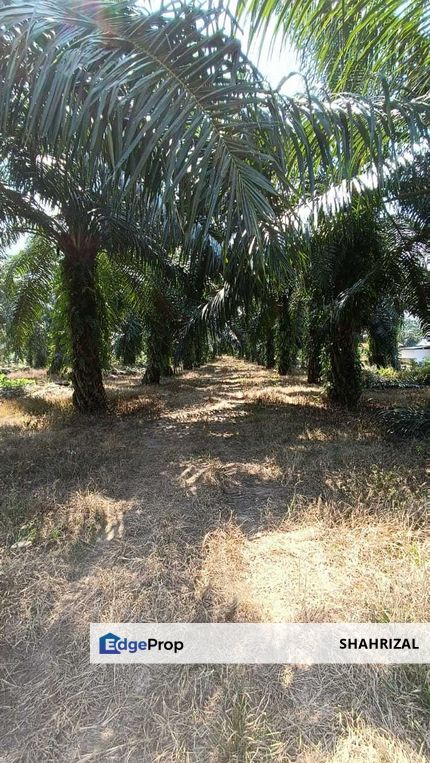 BANTING AGRICULTURAL LAND SELANGOR (Sg Buaya) , Selangor, Banting
